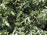 Juniperus Chinensis (fam Cupressacees) (USA) (Photo F. Mrugala) (2)